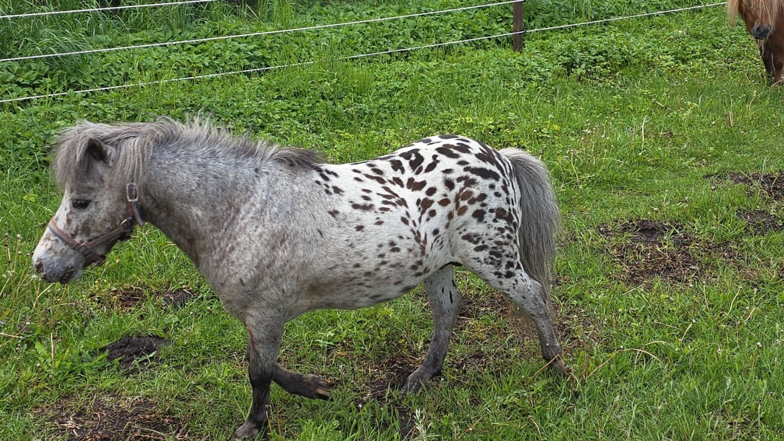 appaloosa dekhengst ongeveer 77 cm, Dieren en Toebehoren, Pony's, Hengst, A pony (tot 1.17m), Met stamboom, 11 jaar of ouder