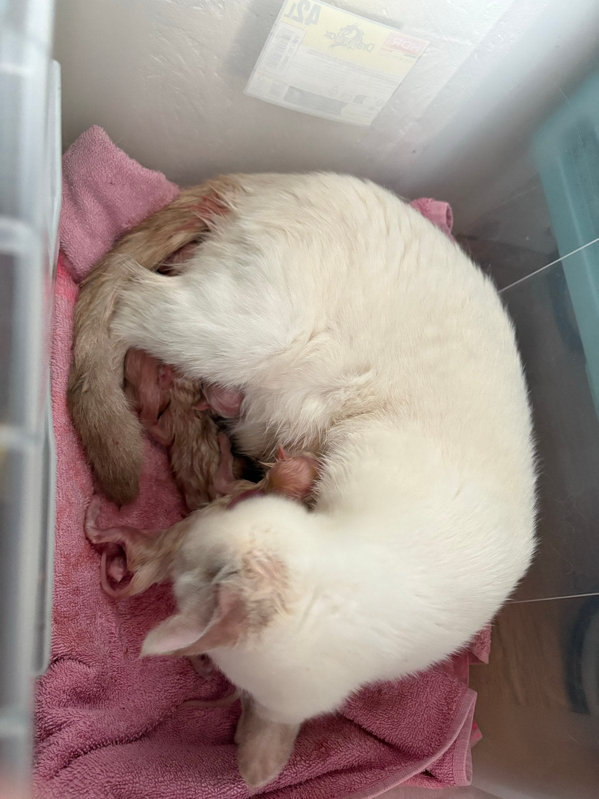 Lieve Siamese kittens zoeken een liefdevol thuis!, Dieren en Toebehoren, Meerdere dieren
