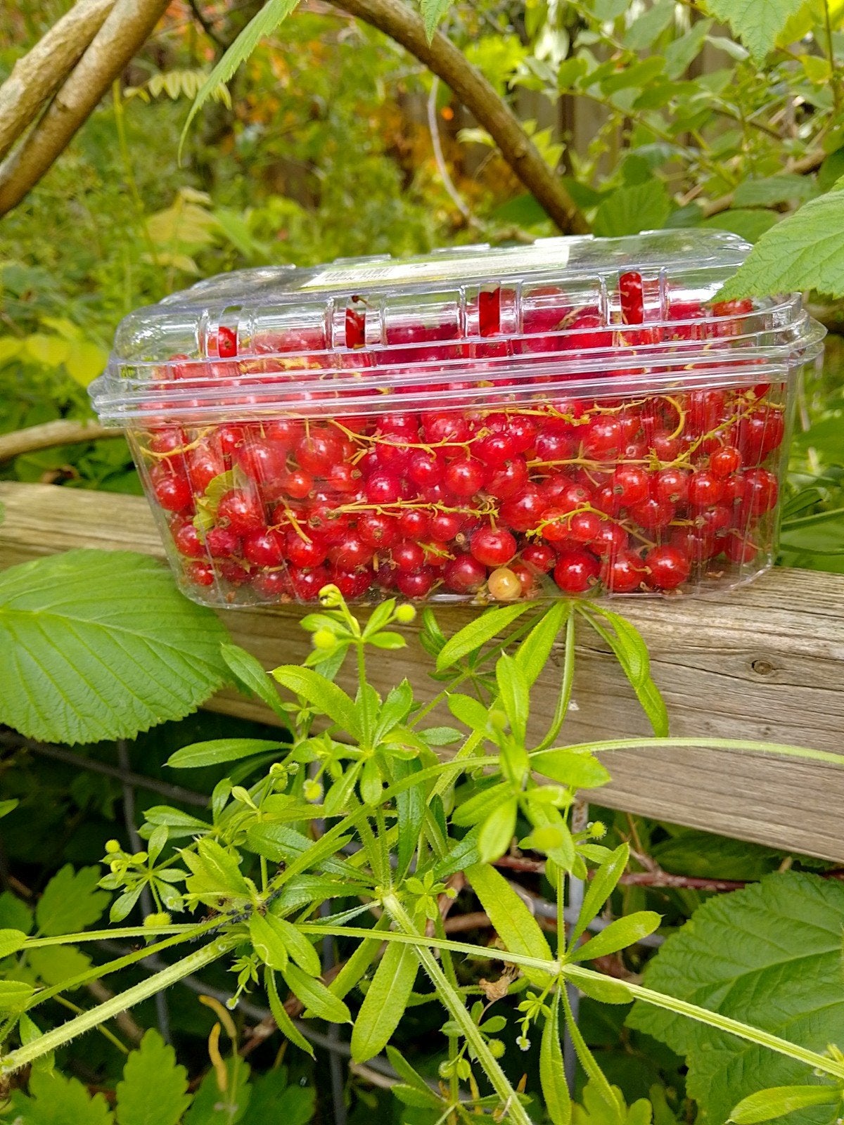 Aalbessen, Tuin en Terras, Ophalen of Verzenden, Minder dan 100 cm, Overige soorten
