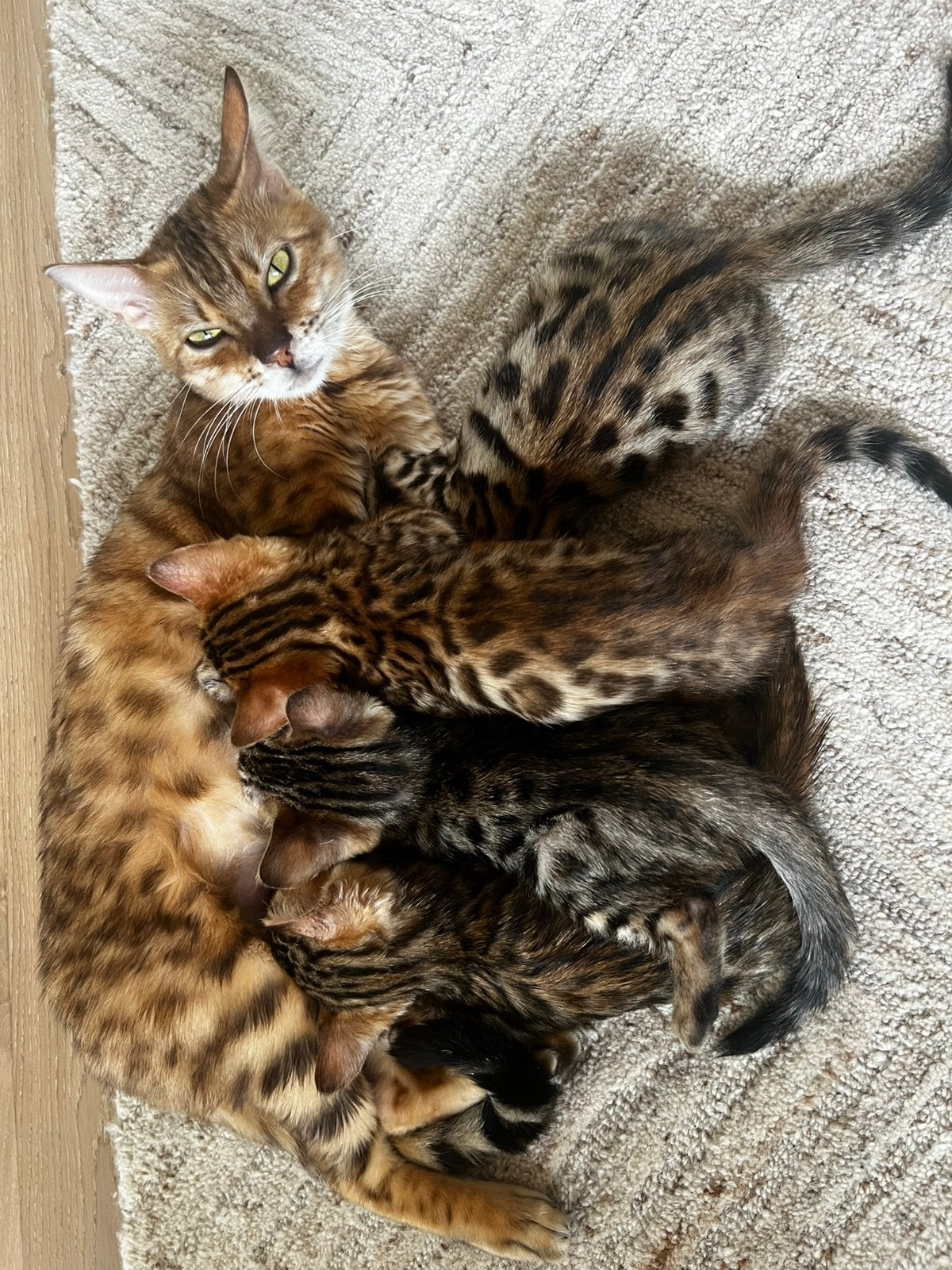 100% Raszuivere bengalse kittens met stamboom, Dieren en Toebehoren, Meerdere dieren