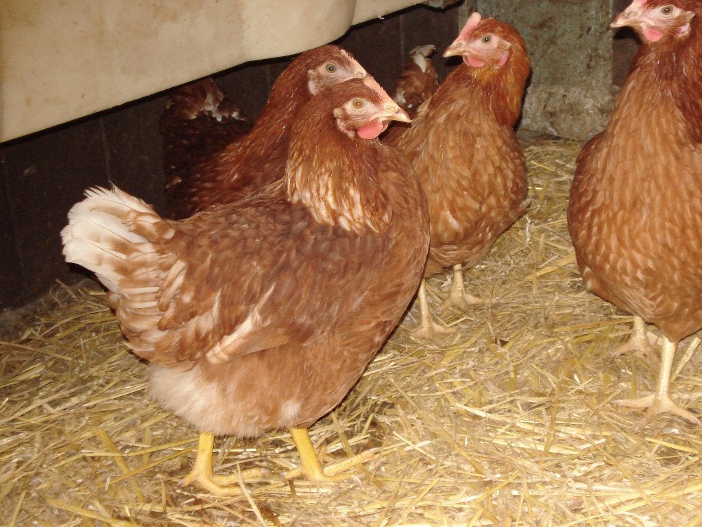 Te koop jonge legkippen ras Lohman bruin leghennen, Dieren en Toebehoren, Pluimvee, Vrouwelijk, Kip