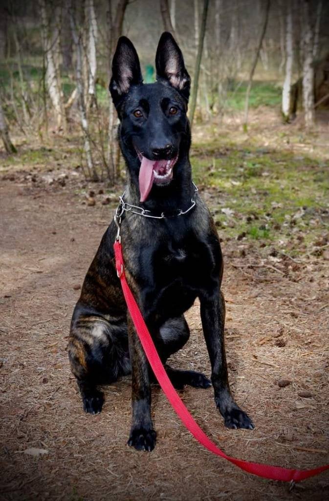 Hollandse herder teef, 6 jaar of ouder, Teef, Eén hond, Herder