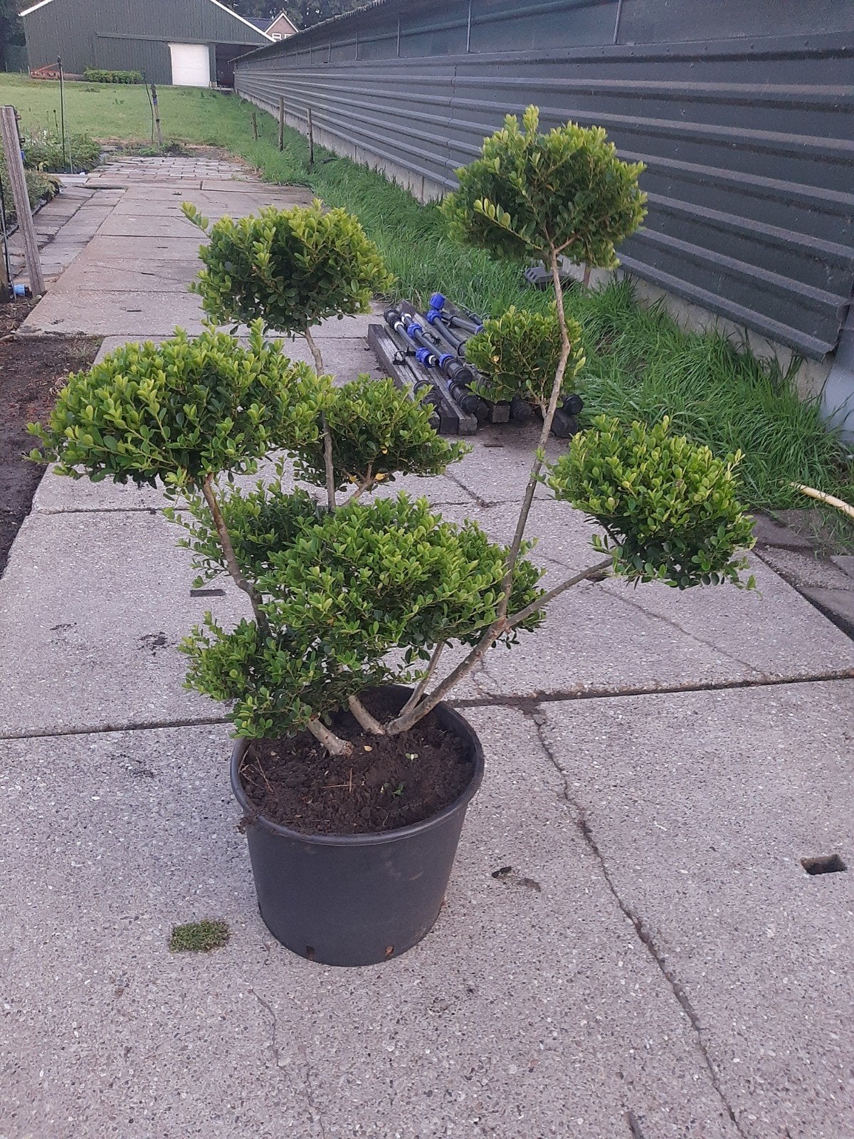 Ilex Maximowicziana Kanehirae - Japanse Vormsnoei vanaf €63, Ophalen, Overige soorten, Halfschaduw