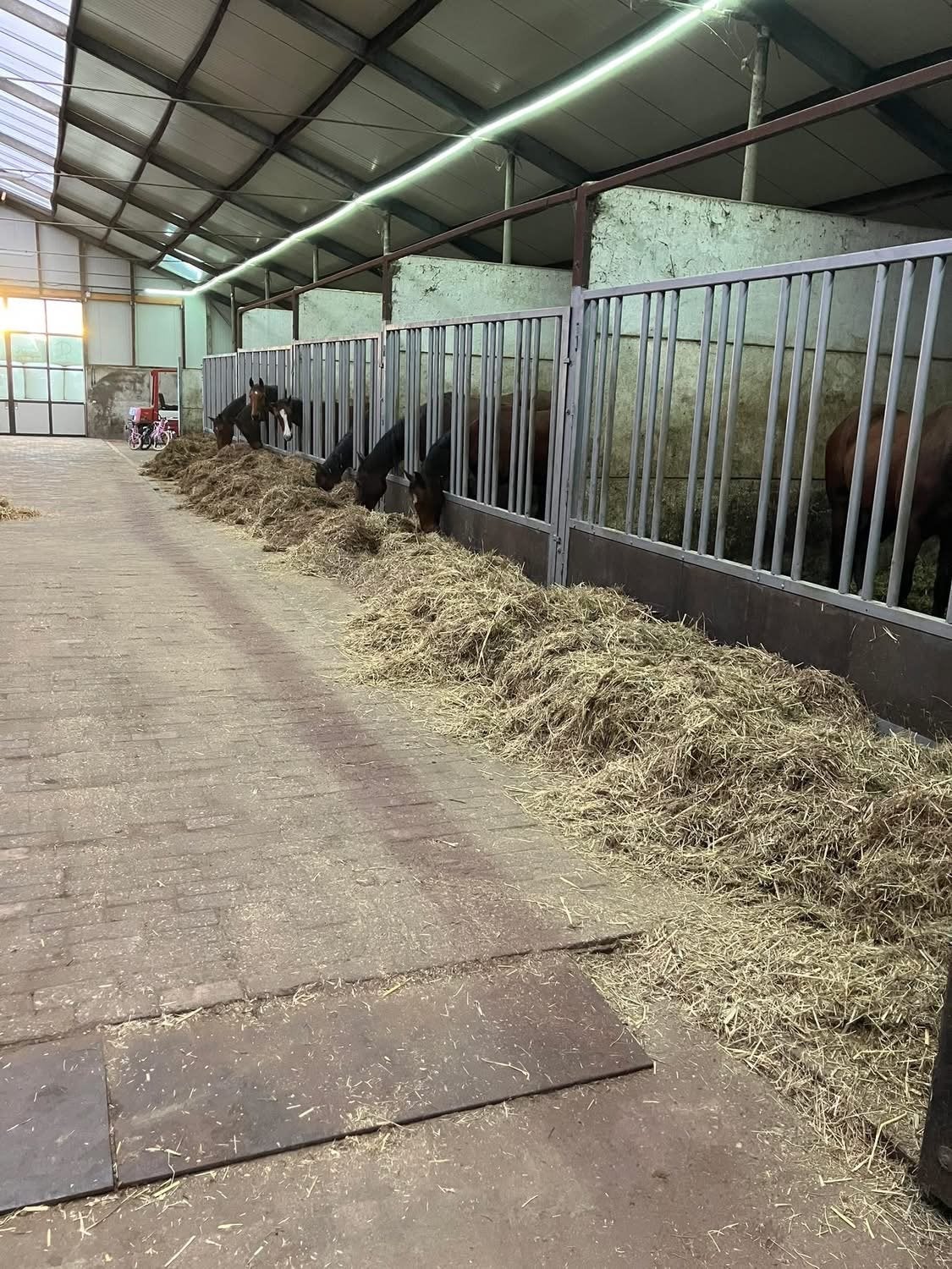 Winter opfok, Dieren en Toebehoren, Stalling en Weidegang