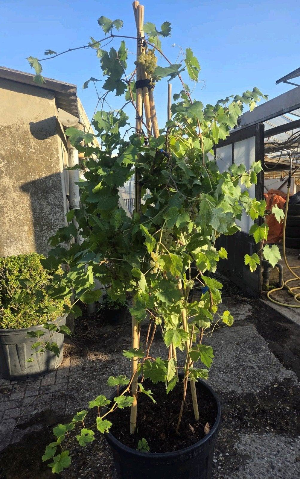 Witte druivenplant in pot - Vitis vinifera, Tuin en Terras, Ophalen, Volle zon, Vaste plant, Zomer