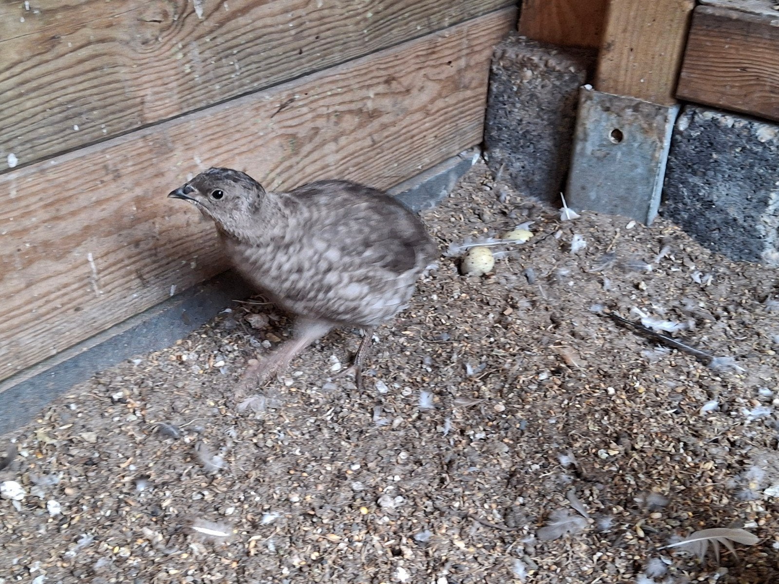 Jonge Japanse kwartelhaan., Dieren en Toebehoren, Pluimvee, Overige soorten