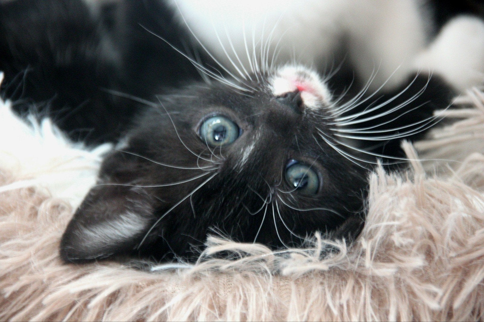 Kitten, Kater, Kortharig, 0 tot 2 jaar