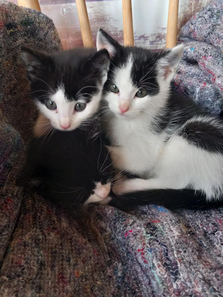 Kittens, Dieren en Toebehoren, Katten en Kittens | Overige Katten, Meerdere dieren, Kortharig, 0 tot 2 jaar