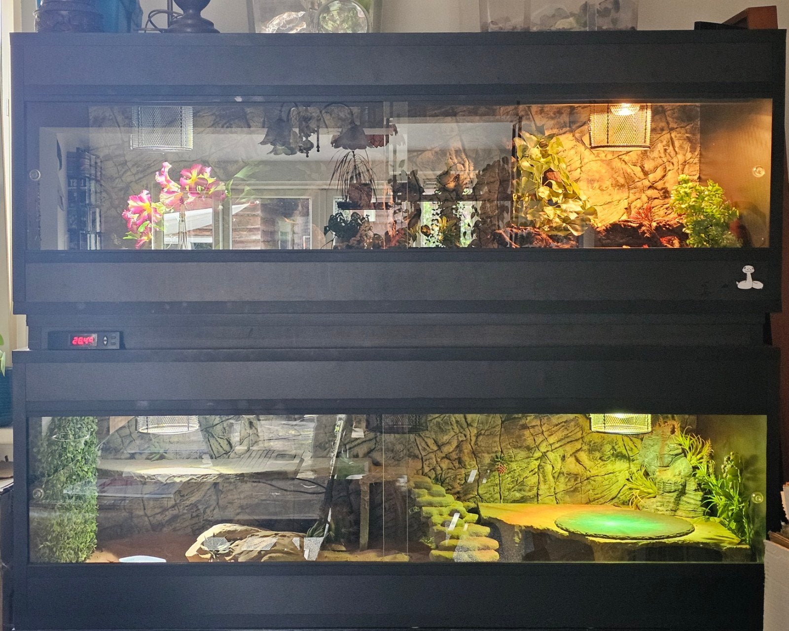 Betonplex terraria 150x60x55 met rattenslang en baardagaam, Ophalen, Zo goed als nieuw, Terrarium of Paludarium