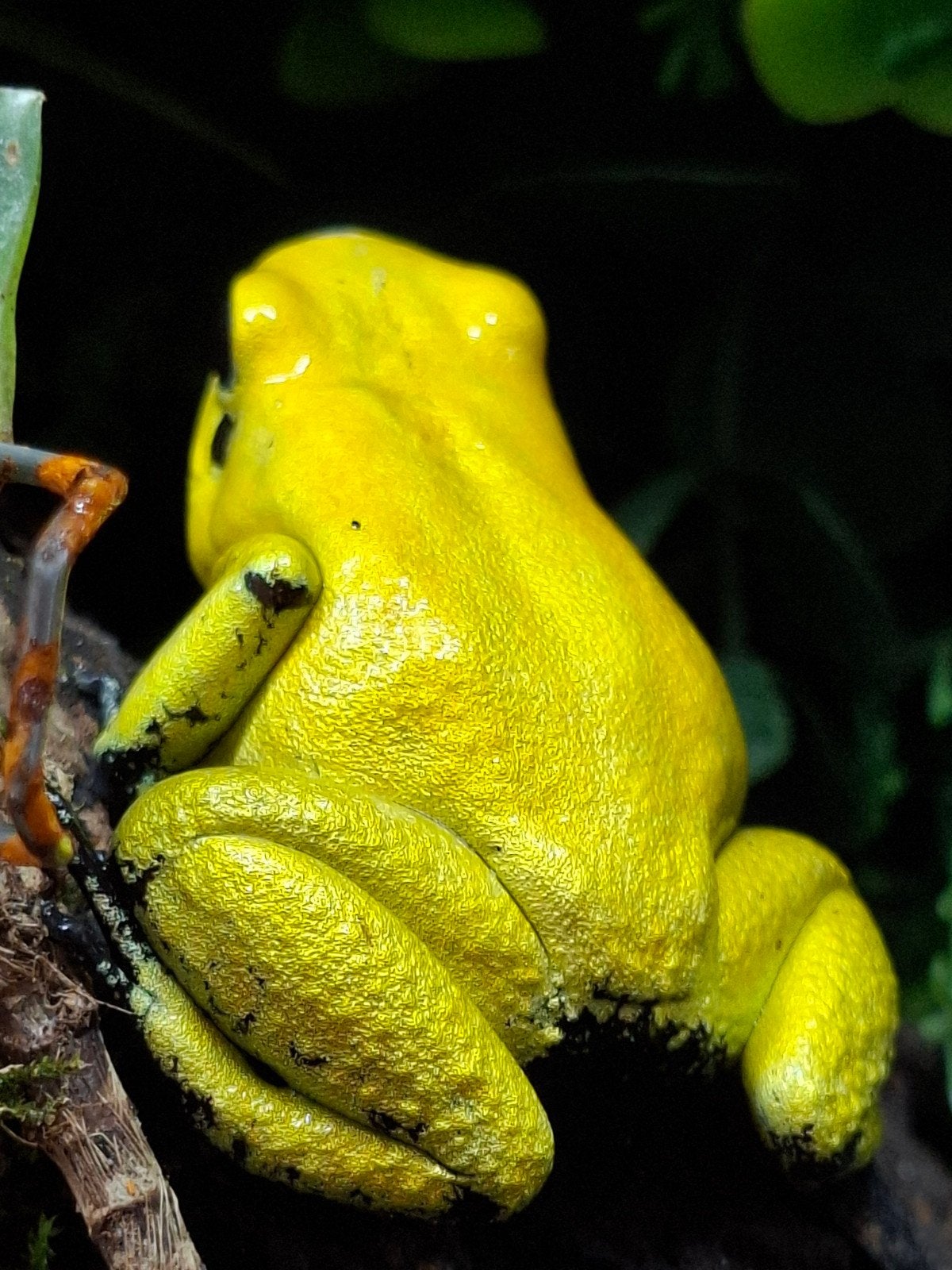 Phyllobates Terriblis geel - pijlgifkikker, Dieren en Toebehoren, Reptielen en Amfibieën, Amfibie, 0 tot 2 jaar