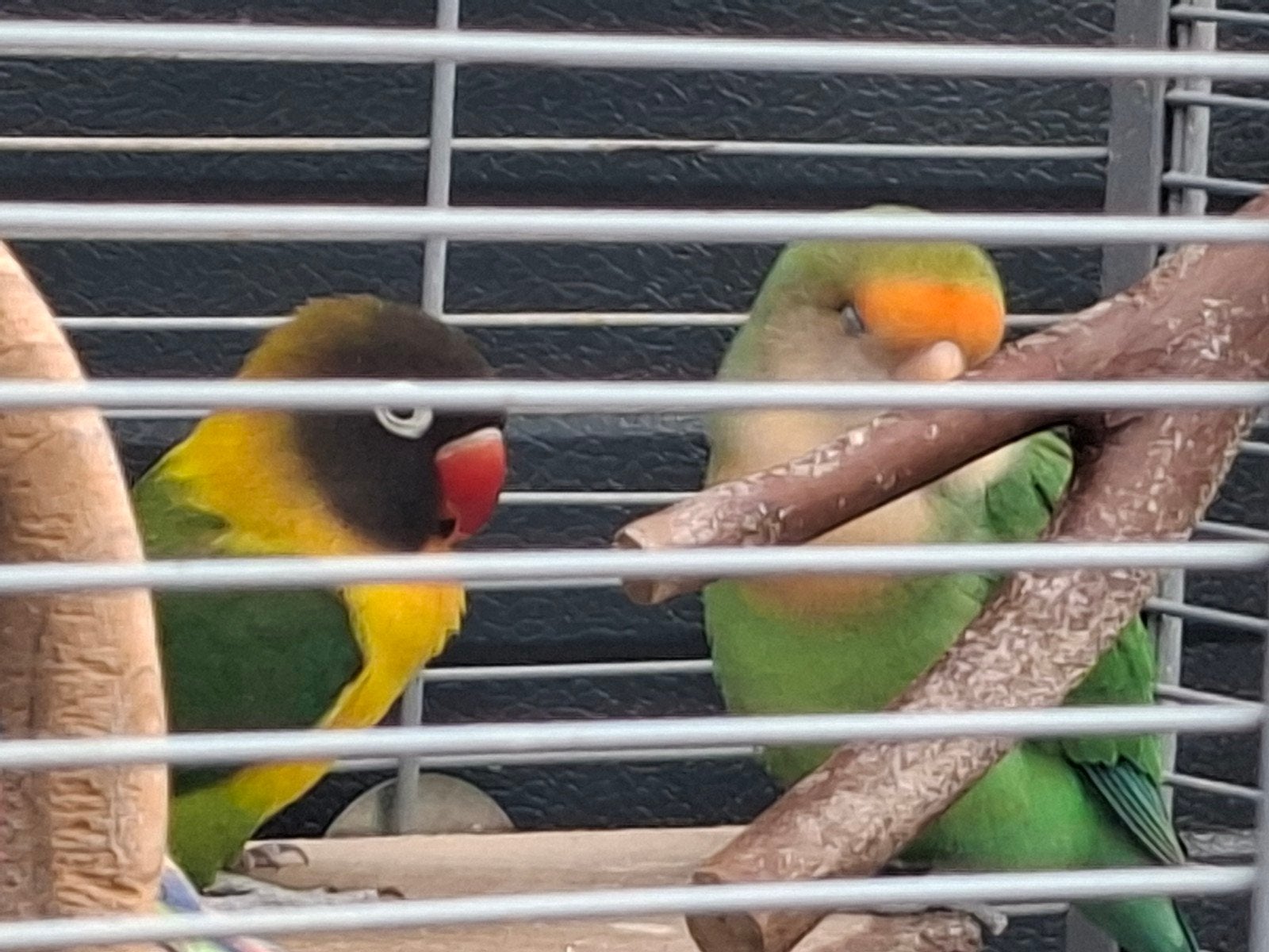 kweek kopeltje agapornise, Mannelijk, Dwergpapegaai of Agapornis
