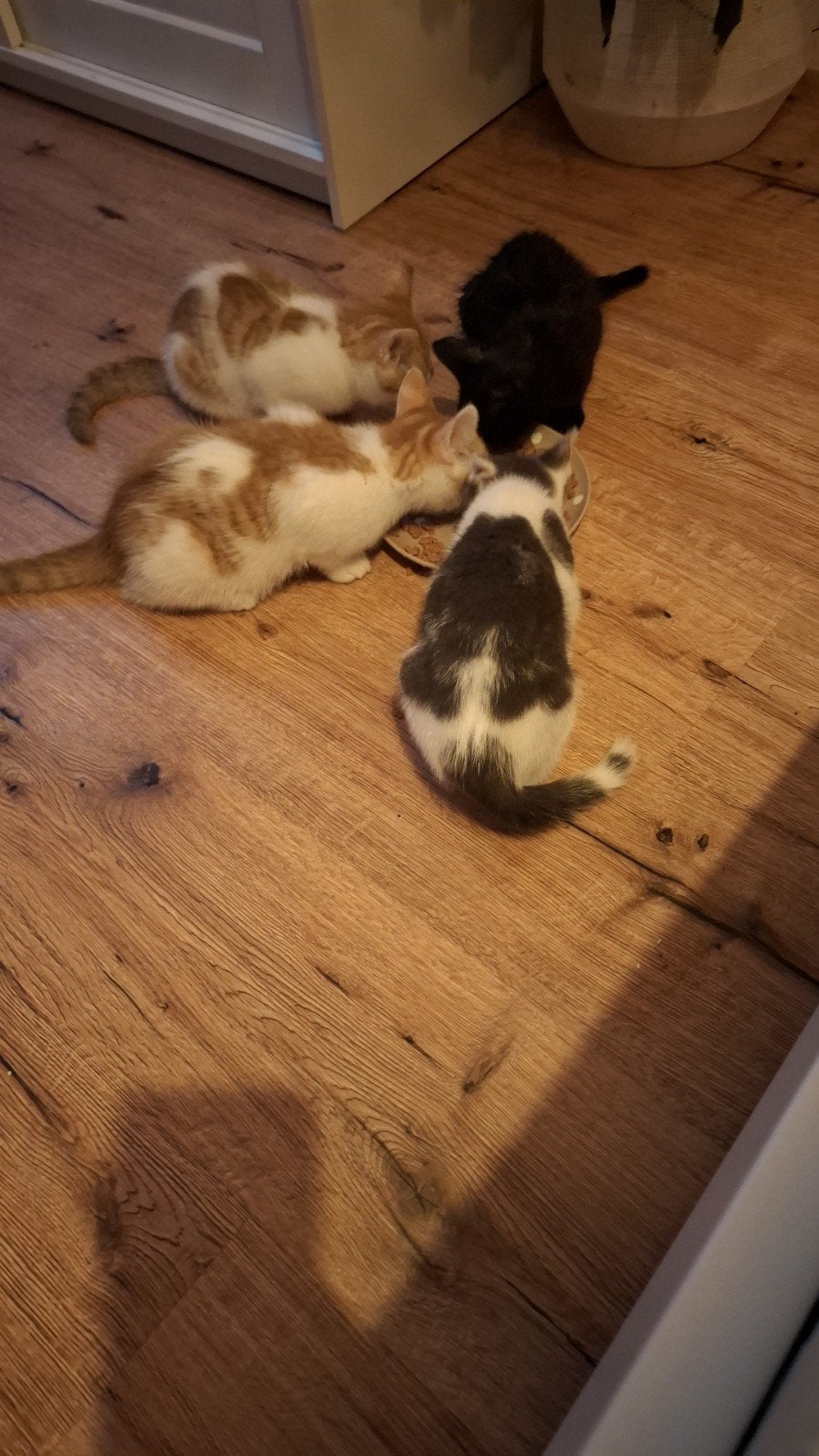 Kittens looking for new home
