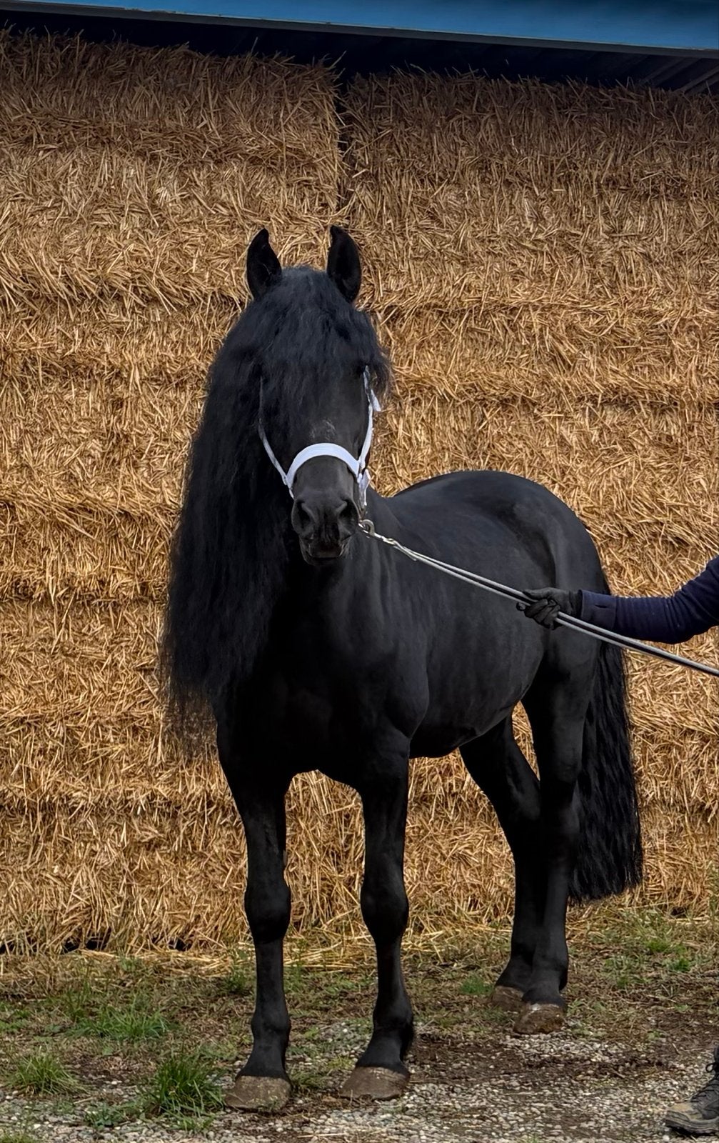 Arabo friese hengst - te koop aangeboden, Met stamboom, Dressuurpaard, Hengst, 160 tot 165 cm