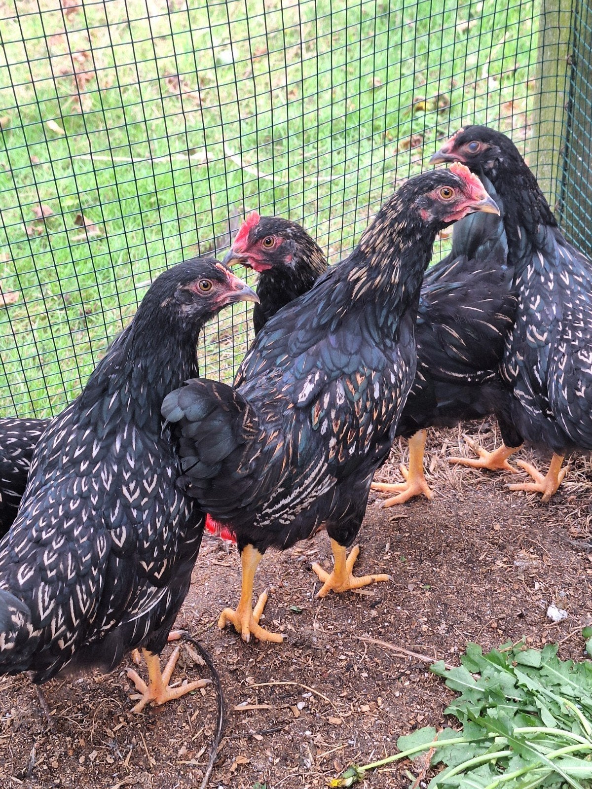Barnevelder kriel dubbelgezoomd Hanen, Dieren en Toebehoren, Pluimvee, Mannelijk, Kip