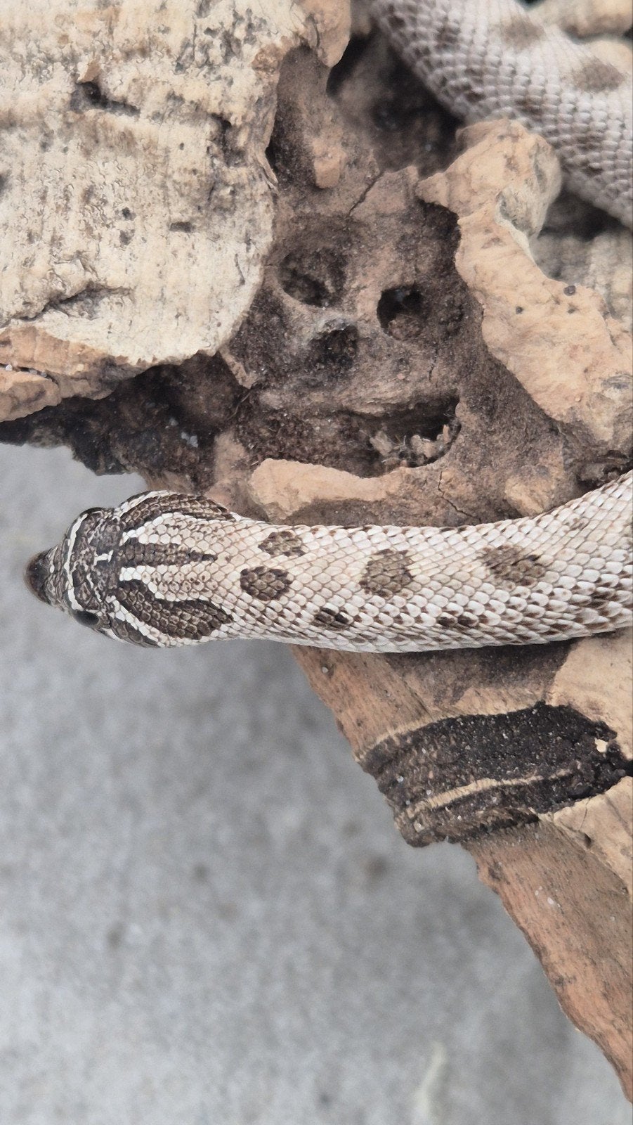 Haakneusslang het maitai Hognose Snake photo 3