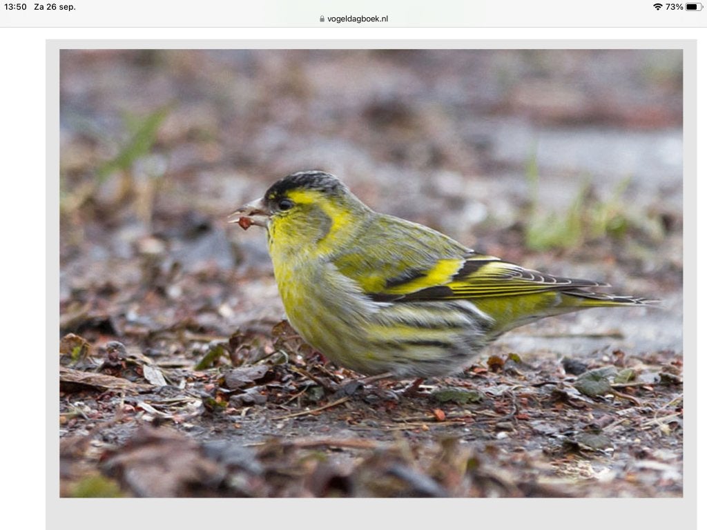 Europese sijzen, Meerdere dieren, Wildzangvogel, Geringd