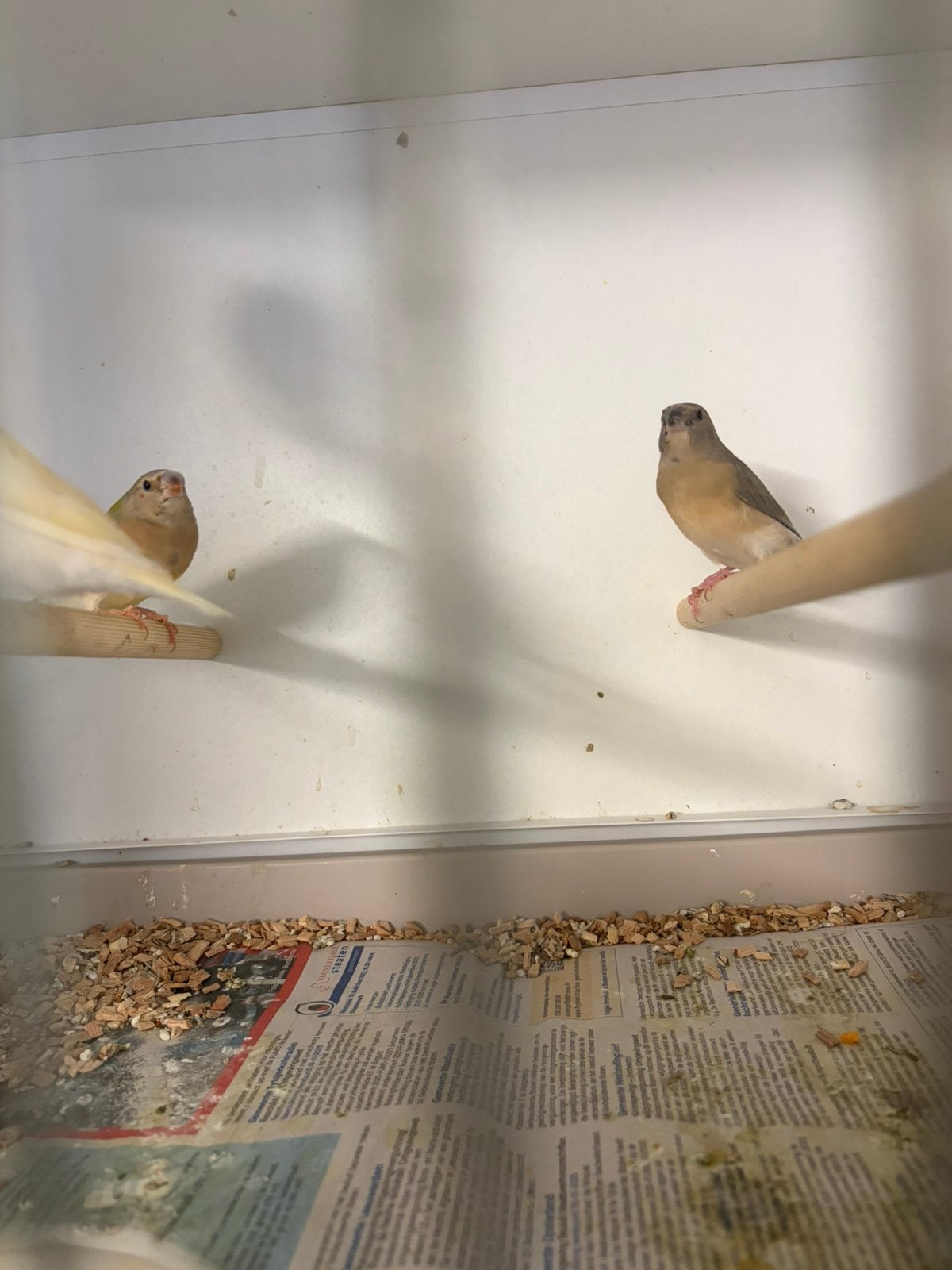 Gouldamdine, Meerdere dieren