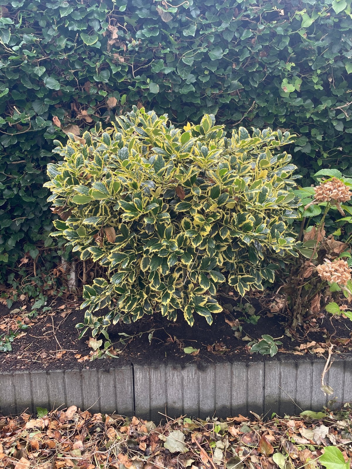 Bonte hulst (Ilex aquifolium 'Argentea Marginata'), Volle zon, Vaste plant, Bloeit niet, Ophalen