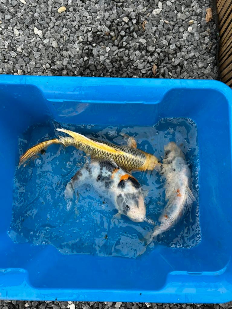 Koi karpers 7 stuks, Dieren en Toebehoren, Vissen | Vijvervissen, Karper of Koi