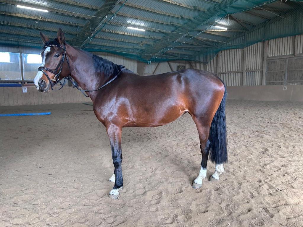 Estrella – BW-merrie, 5 jr, 166 cm – allround, erv. ruiter, Dieren en Toebehoren, Paarden, Merrie, Met stamboom, 3 tot 6 jaar