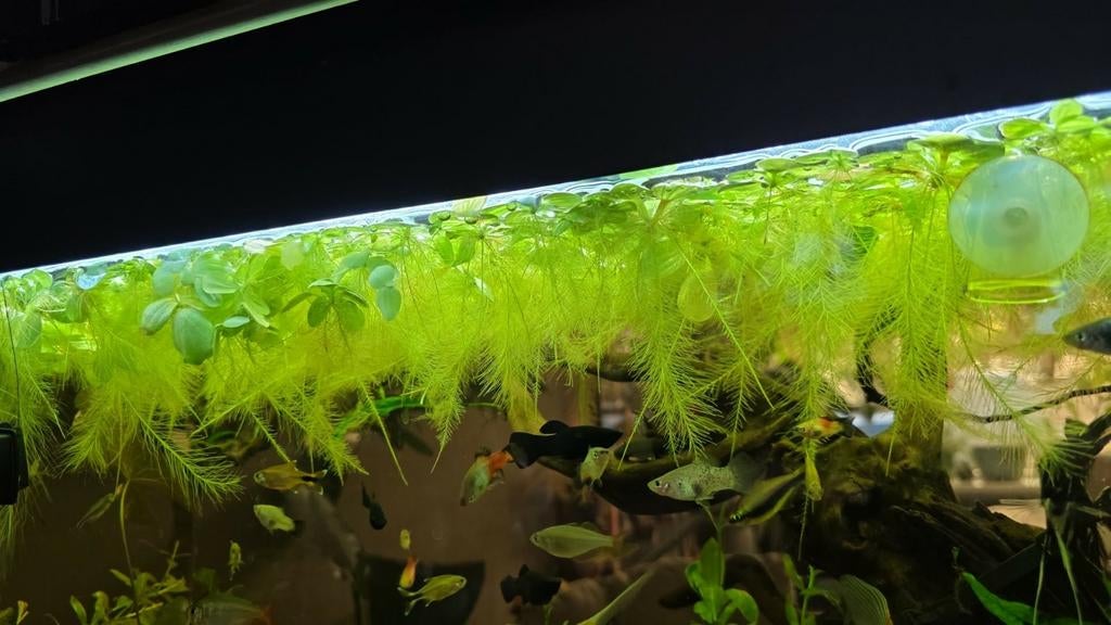 Drijfplanten aquarium, Vis