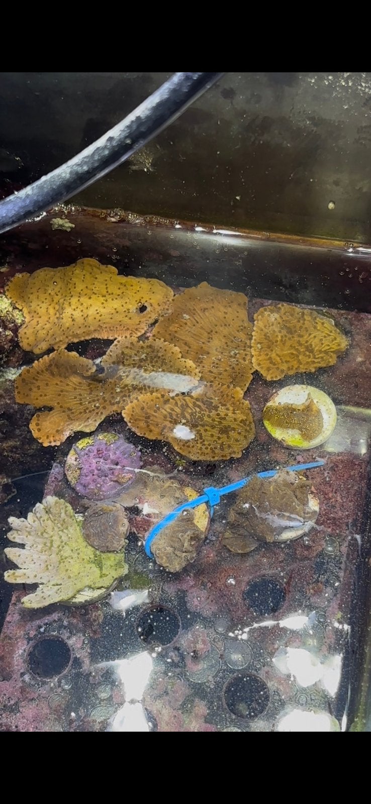 Montipora capriconis, Dieren en Toebehoren, Overige typen, Zoutwatervis