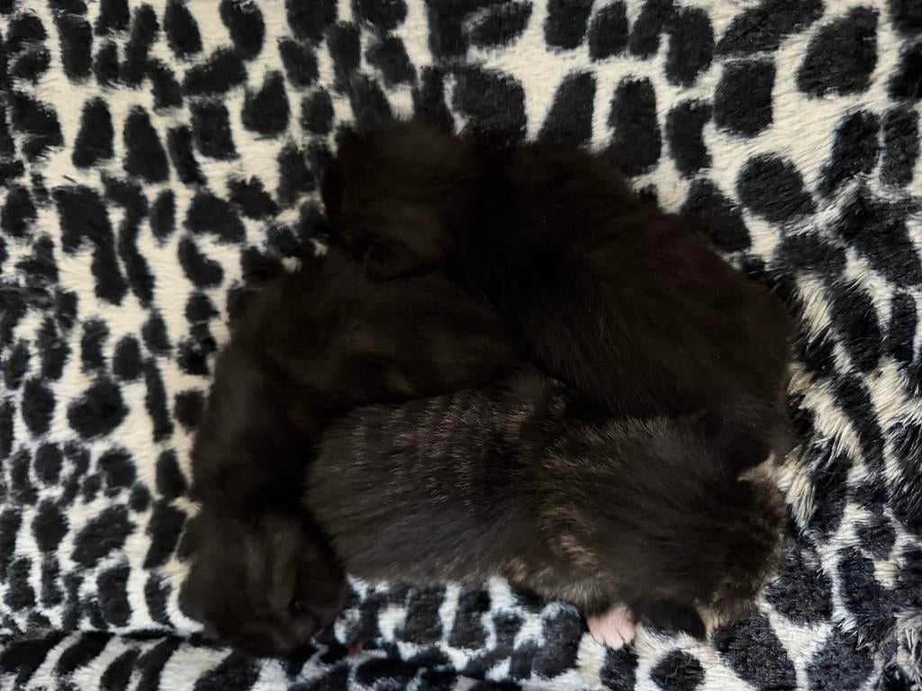 Lieve mooie kittens, Dieren en Toebehoren, Katten en Kittens | Overige Katten, Meerdere dieren, Kortharig, 0 tot 2 jaar