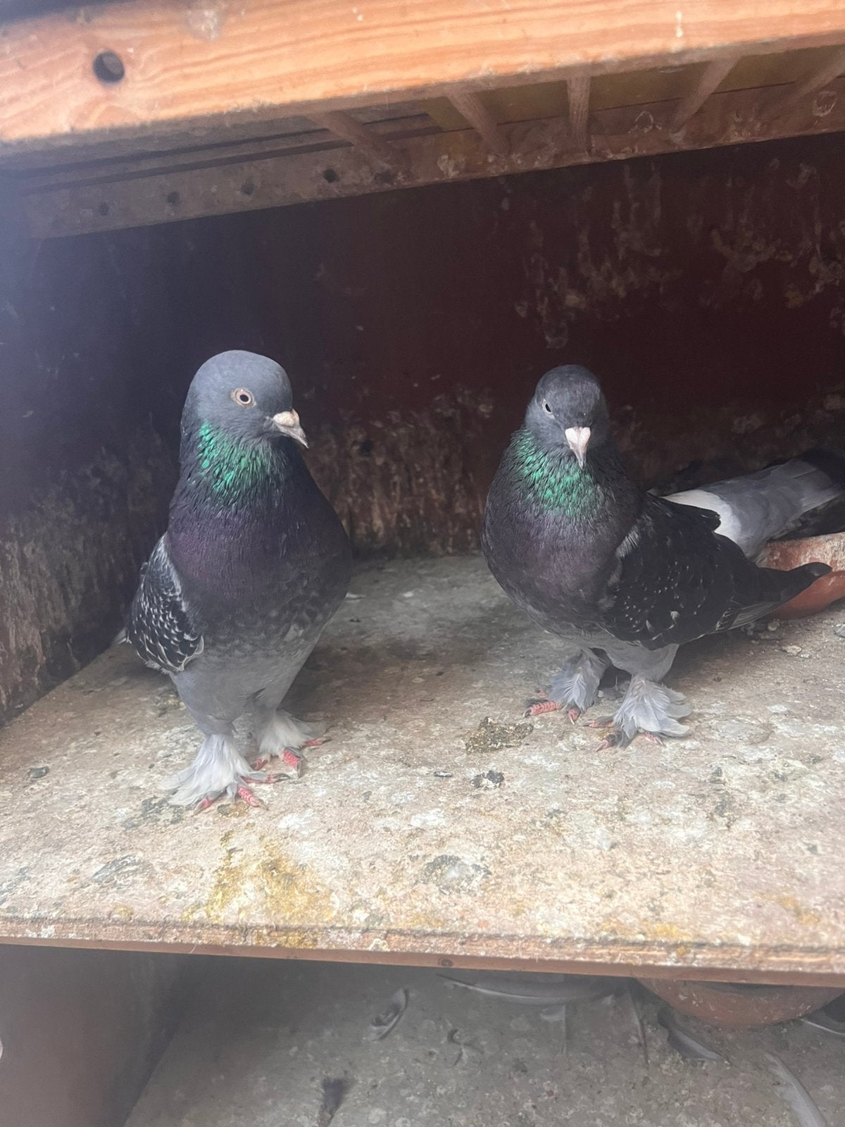 Takla, Dieren en Toebehoren, Vogels | Duiven, Meerdere dieren, Tuimelaar of Roller
