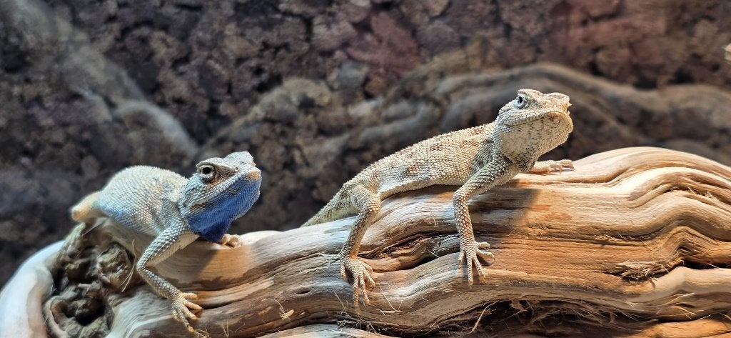 Egyptische blauwkeelagamen (Trapelus savignyi), Hagedis, 0 tot 2 jaar