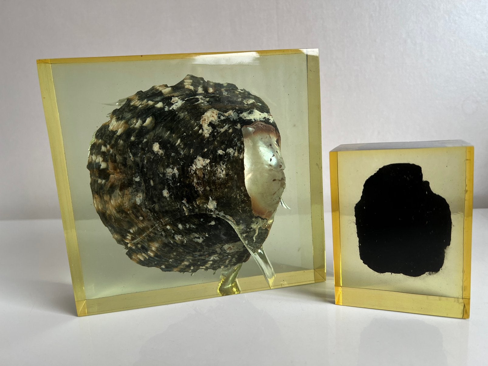 Set 2 Paperweight Raisin Lucite Oesterschelp Spons, Verzamelen, Ophalen of Verzenden, Schelp(en)