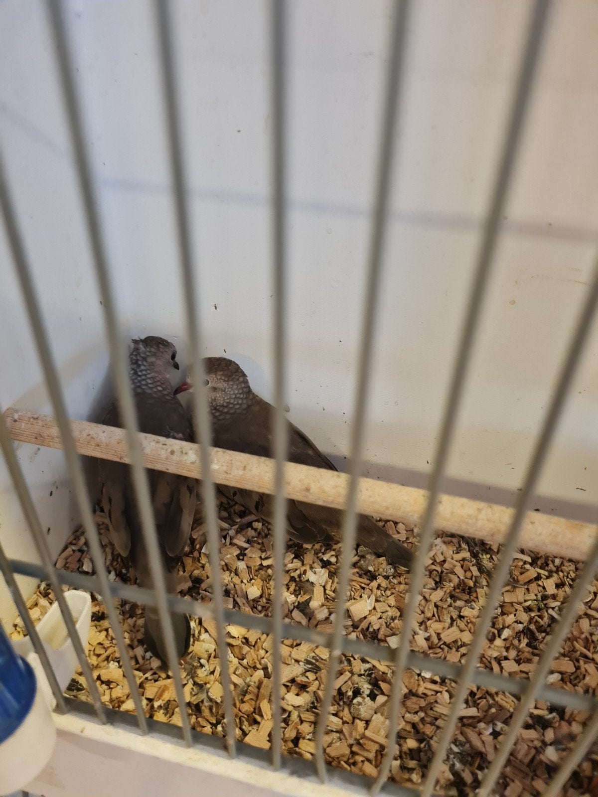 musduif, Dieren en Toebehoren, Meerdere dieren