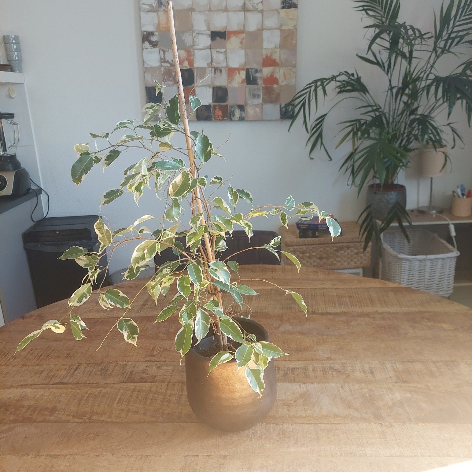 Benjamina Ficus van 60 cm met keramische pot, Huis en Inrichting, Ophalen, Ficus, In pot, Minder dan 100 cm