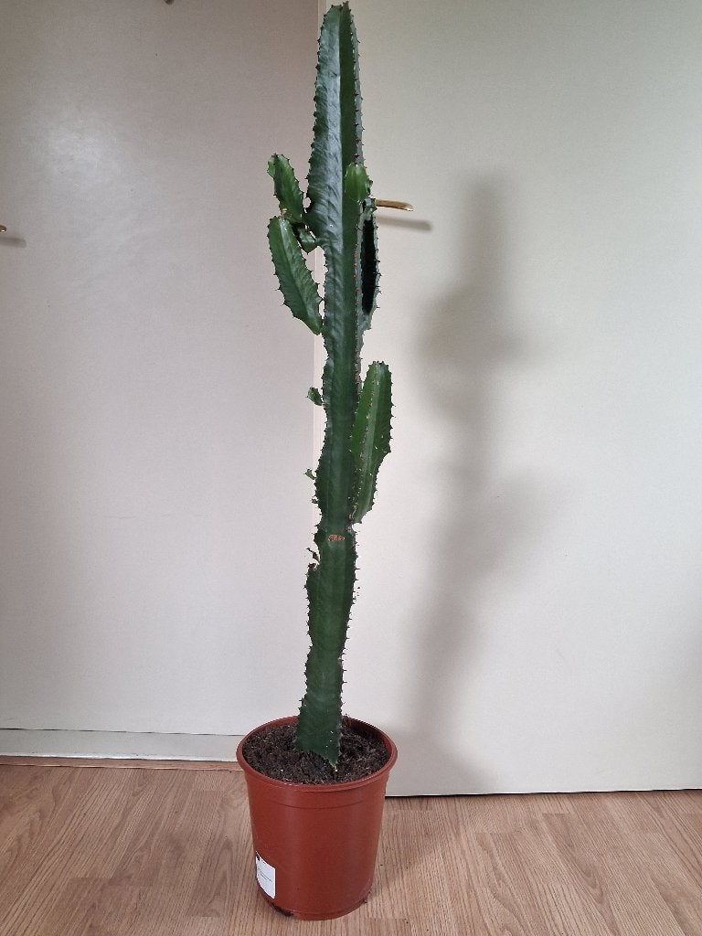Euphorbia Acrurensis - Kandelaarboom / Cowboycactus H:125 cm, Ophalen, Vetplant, 100 tot 150 cm, Halfschaduw
