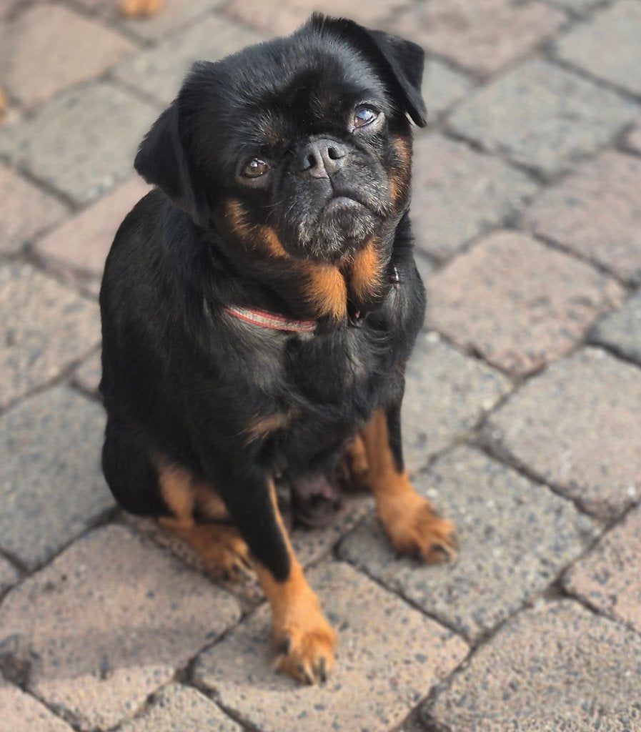 Prachtige Griffonshires pups, Petit Brabançon x Yorkshire, 8 tot 15 weken, CDV (hondenziekte), Meerdere, Meerdere dieren
