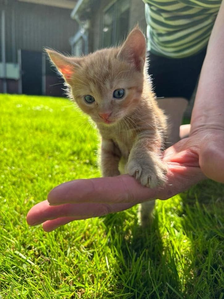 Boerderijkittens, Geslacht onbekend, Kortharig, 0 tot 2 jaar