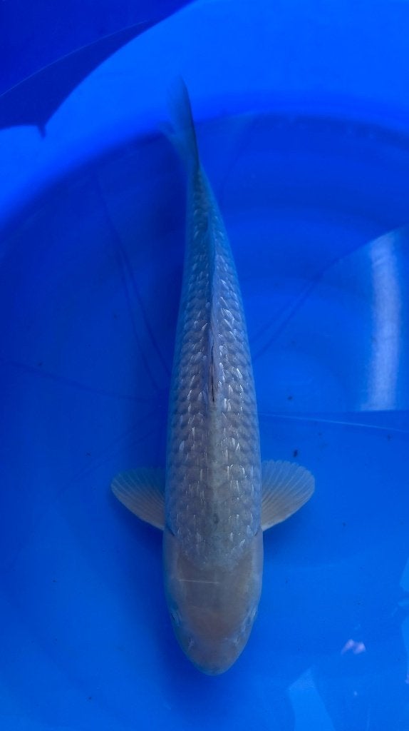 Chagoi/Soragoi Marusei Hirasawa | Koikarpers  | Nisai vissen, Dieren en Toebehoren, Karper of Koi