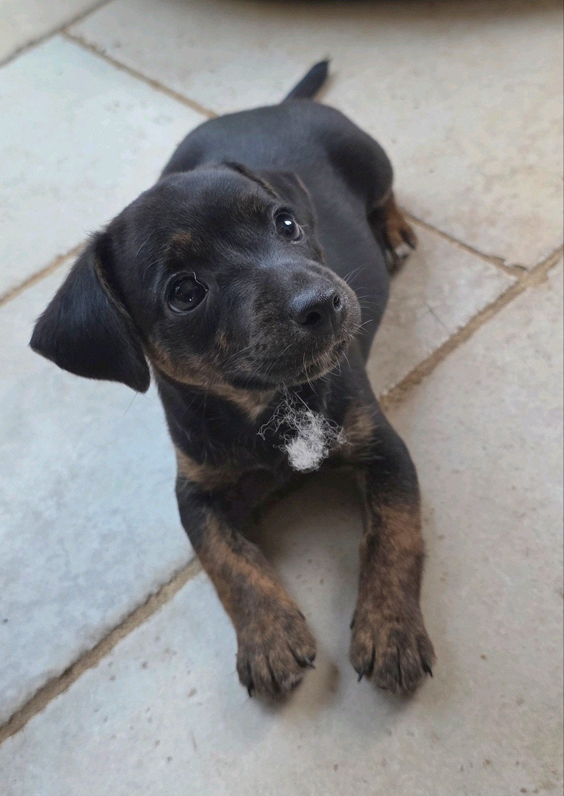 Jack russel pups, Dieren en Toebehoren, Parvo, Jack Russell Terriër, 8 tot 15 weken, Meerdere