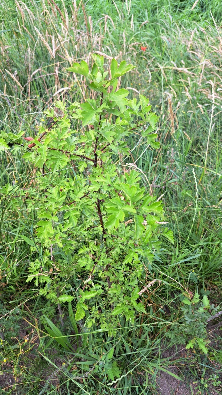 Meidoorn struikjes (ca. 230 stuks, 100 cm hoog), Tuin en Terras, Ophalen, Lente, Vaste plant, Overige soorten