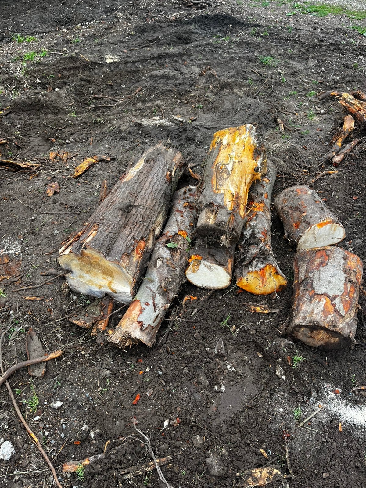 Boom stammen, Minder dan 3 m³, Ophalen