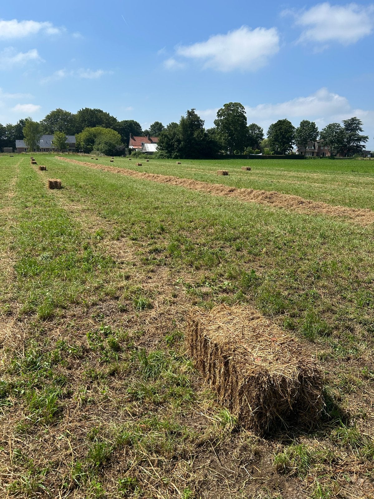 Hooi pakjes - vers geperst op 11 juli, Ophalen