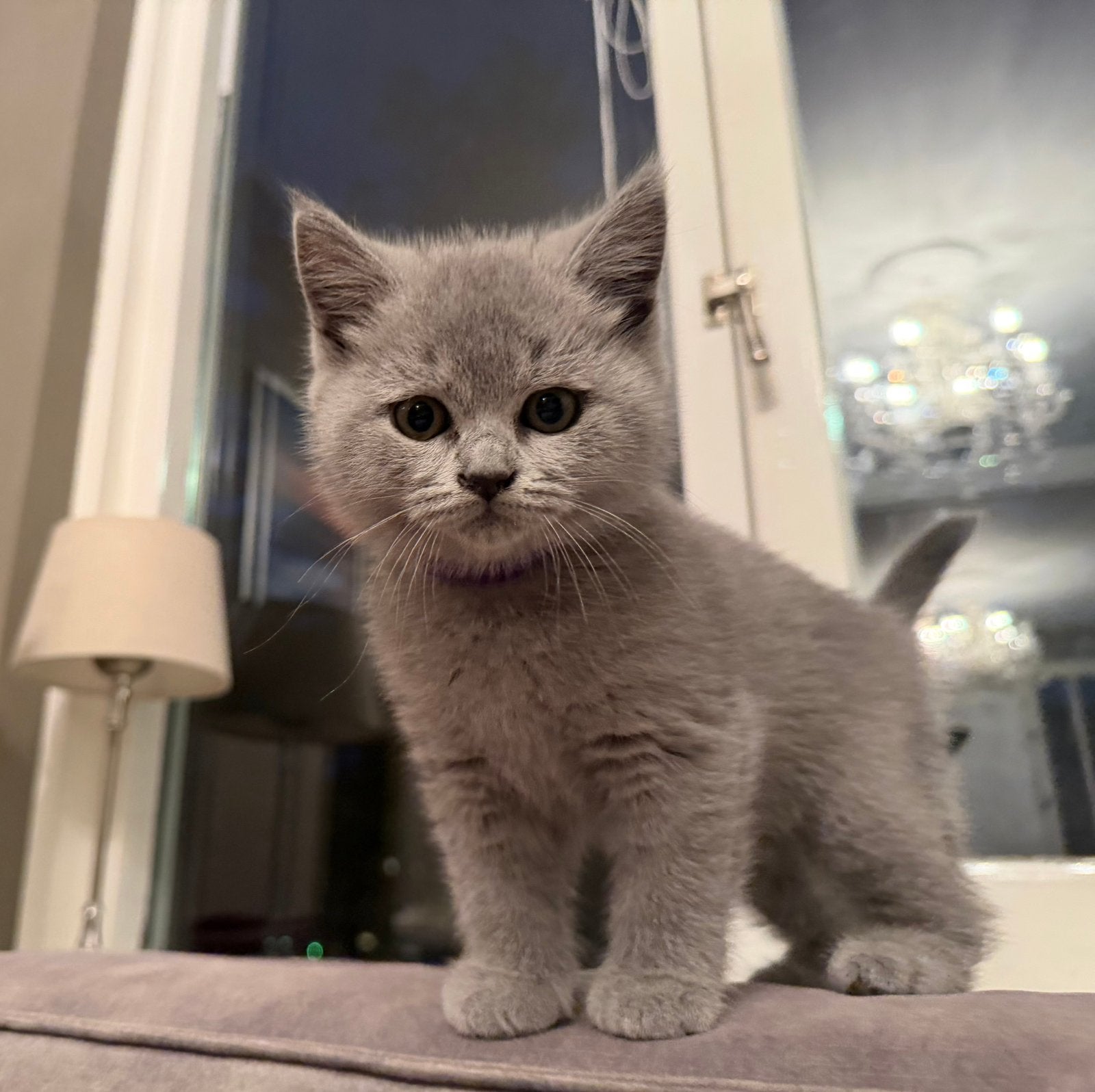 Te koop mooie raszuivere Britse korthaar kittens, Meerdere dieren, Ontwormd, 0 tot 2 jaar