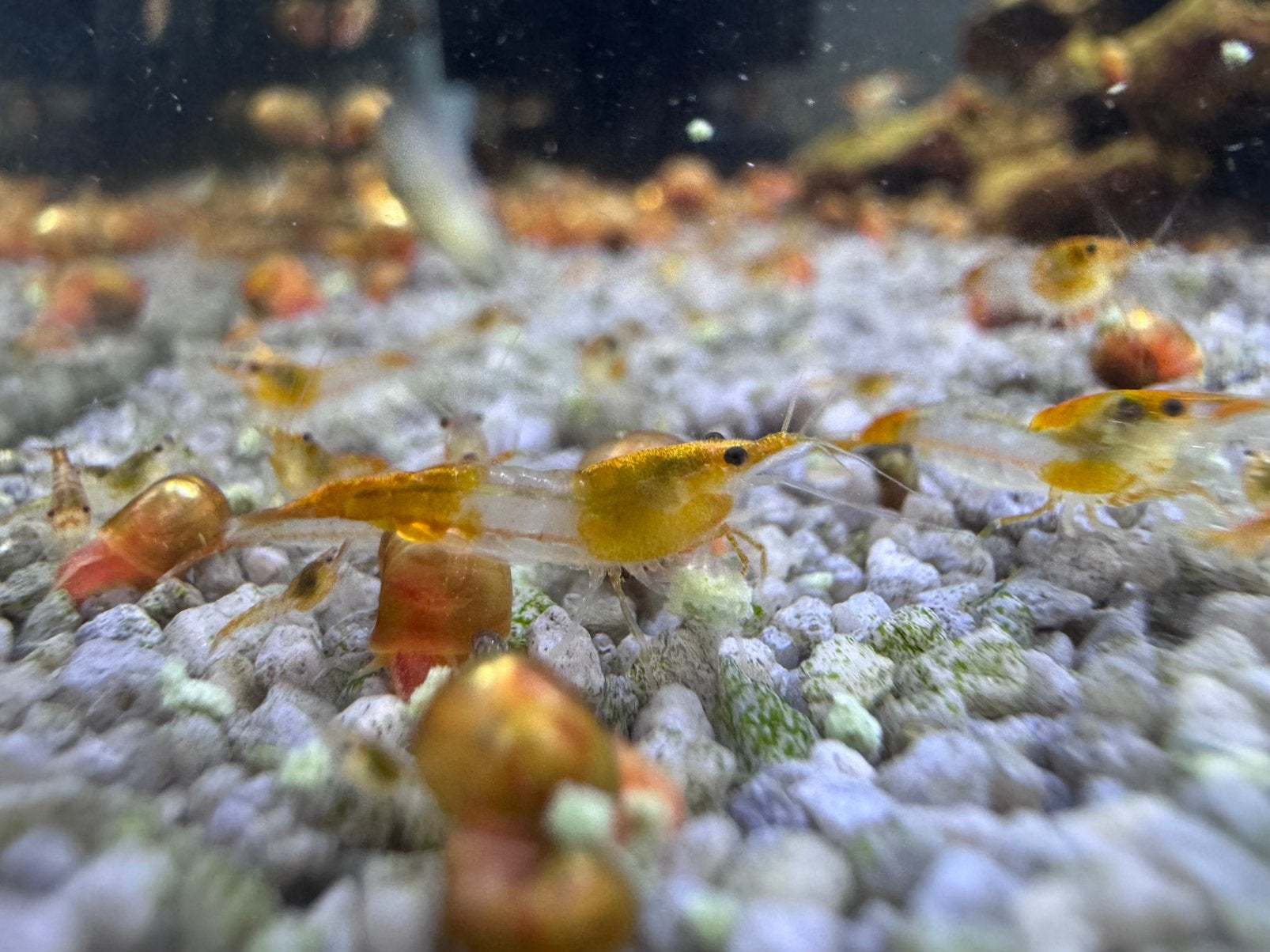 Oranje Rili Garnalen – 10 stuks voor €15, Dieren en Toebehoren, Vissen | Aquariumvissen, Kreeft, Krab of Garnaal