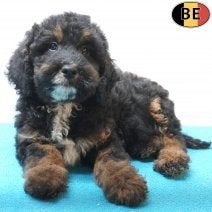 Cockapoo, Abrikoos, Zwart & Black and Tan - pups te koop, België, Handelaar, CDV (hondenziekte), 8 tot 15 weken