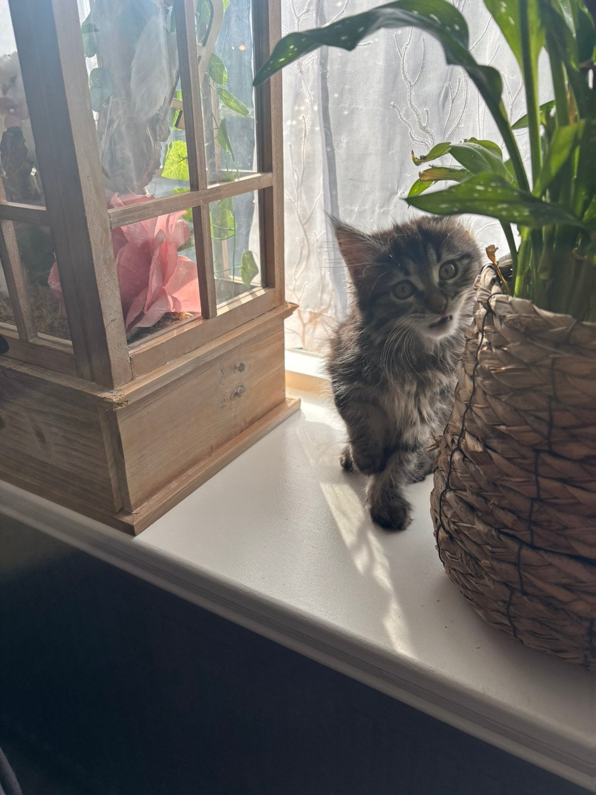 Main Coon x Ragdoll, Meerdere dieren, Gechipt, 0 tot 2 jaar