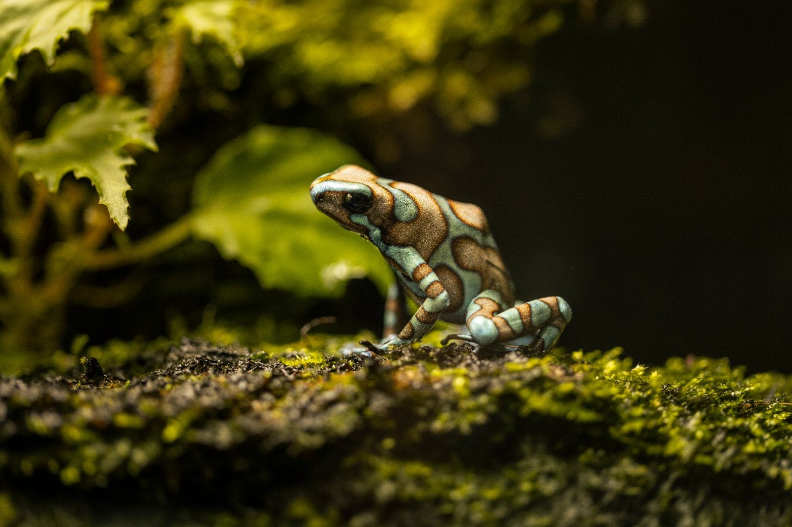 10x Dendrobates auratus super blue, Dieren en Toebehoren, Amfibie, 0 tot 2 jaar