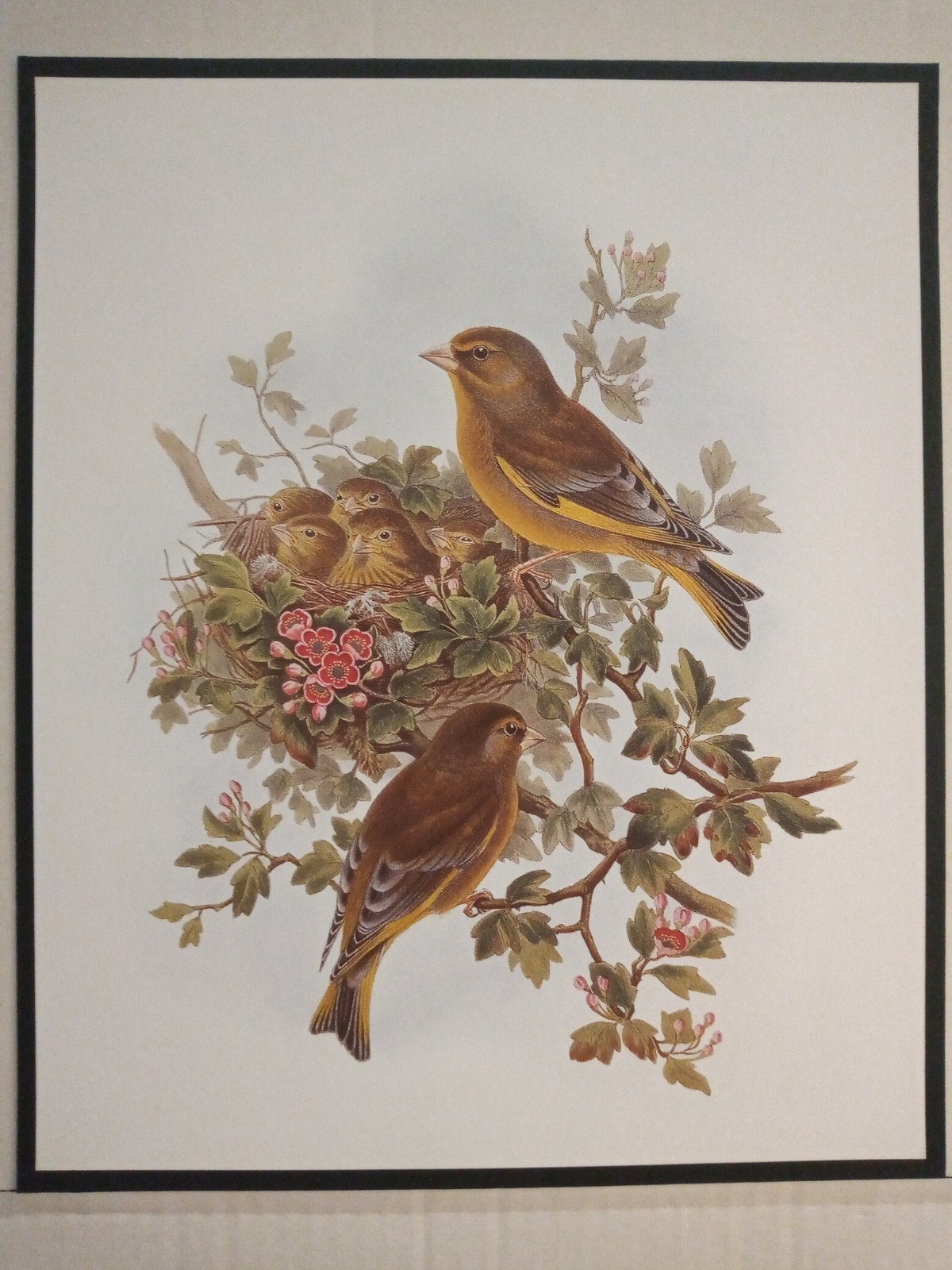 Groenling prachtige plaat afmeting 24,5cm x 29,5cm, Verzenden, 1980 tot heden, Zo goed als nieuw, Dier
