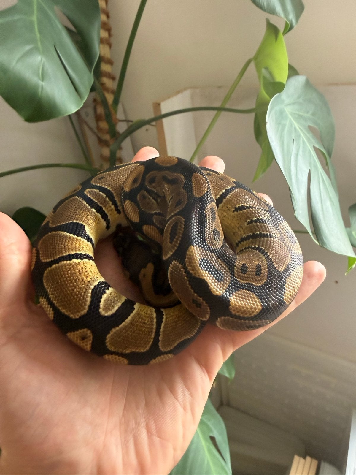 Baby vrouwtje het clown Ball Python - female for sale from Mick