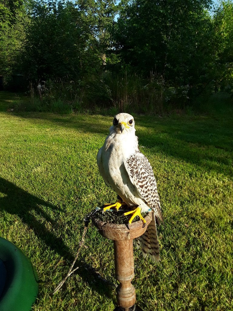 te koop  gier/saker, Dieren en Toebehoren, Meerdere dieren, Roofvogel