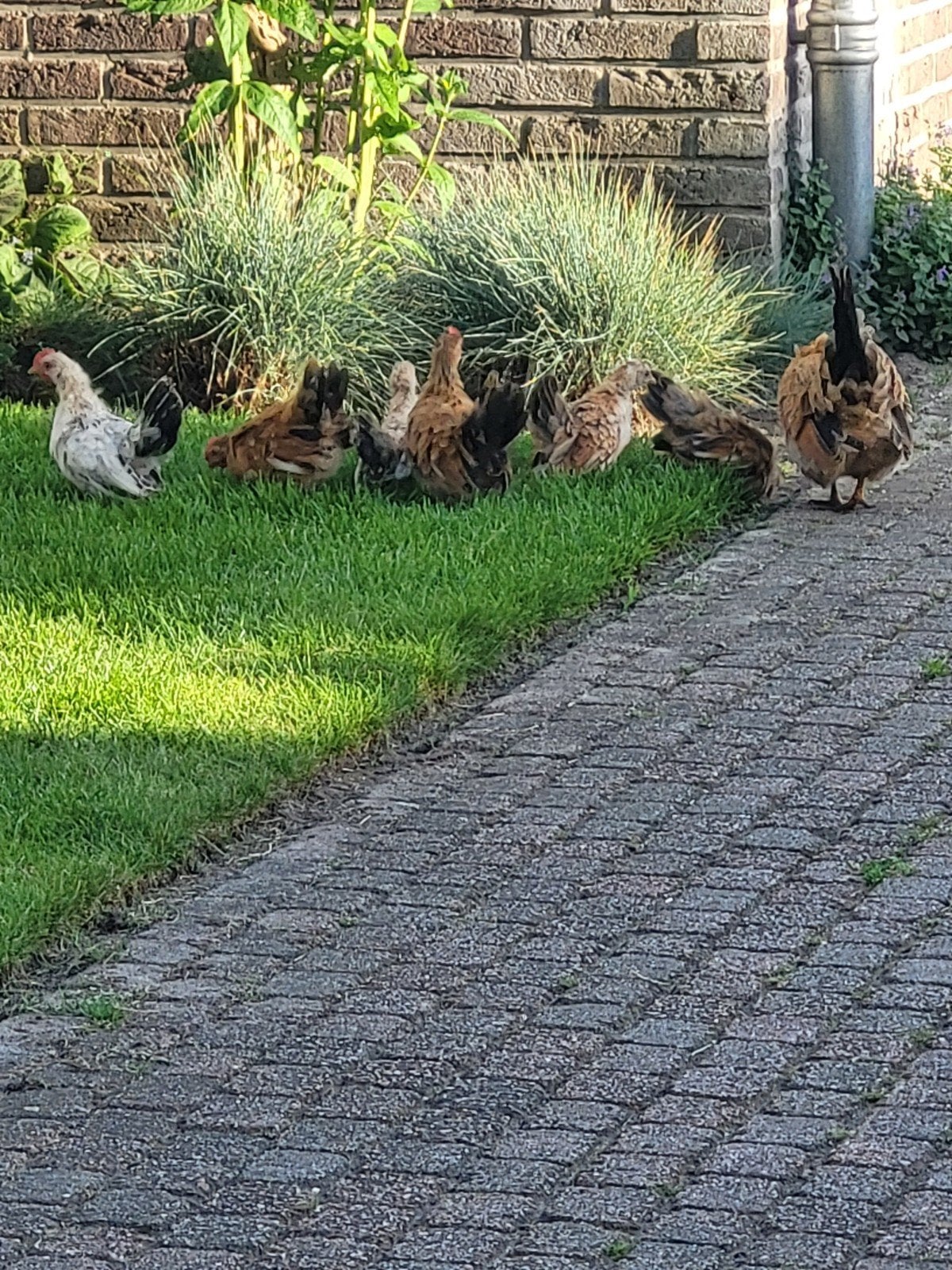 4 Chabo haantjes, gratis ophalen, Dieren en Toebehoren, Pluimvee, Mannelijk, Kip