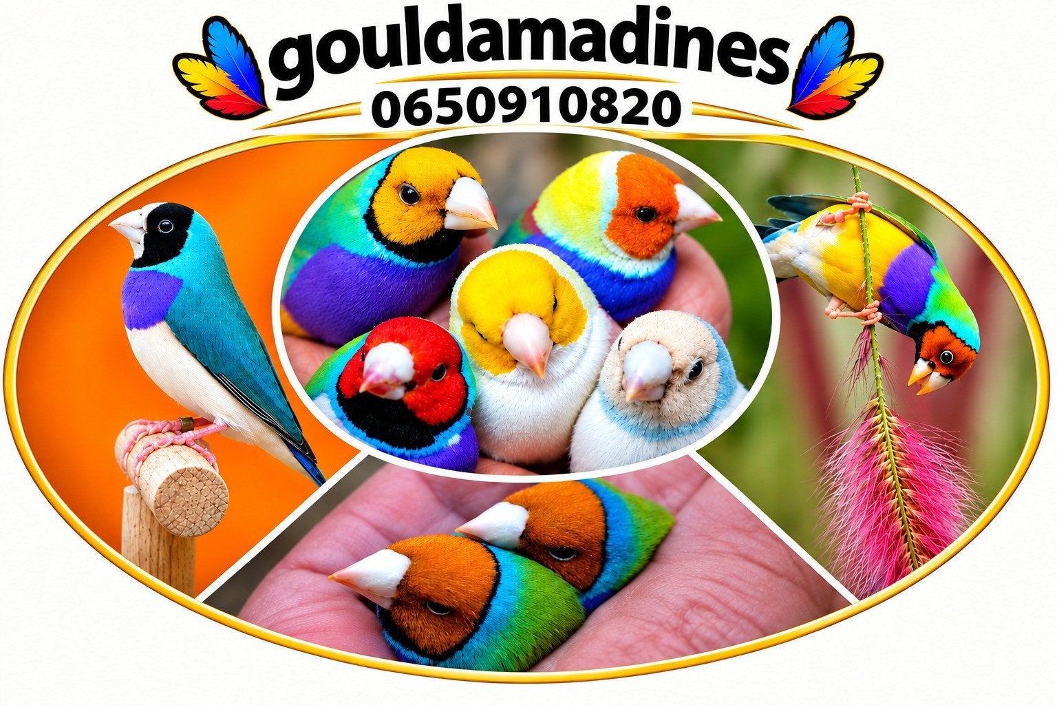 koppels  gouldamadine, Dieren en Toebehoren